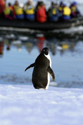 "Mum, the tourists are here...." A penguin in the antarct... by Andrew Macleod 
